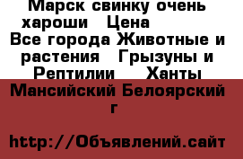 Марск свинку очень хароши › Цена ­ 2 000 - Все города Животные и растения » Грызуны и Рептилии   . Ханты-Мансийский,Белоярский г.